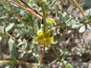 Helianthemum confertum Dunal var. australe Maire [7/11]