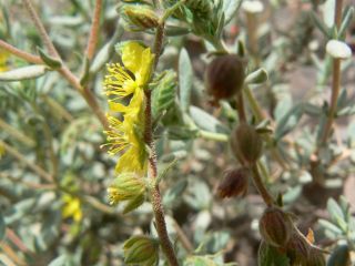 Helianthemum confertum Dunal var. australe Maire [8/11]