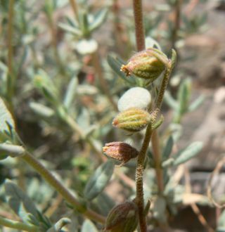 Helianthemum confertum Dunal var. australe Maire [9/11]