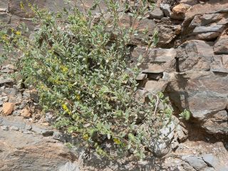 Helianthemum confertum Dunal var. australe Maire [10/11]