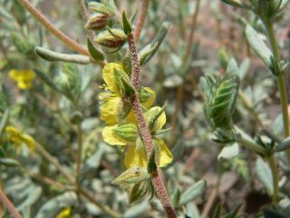 Helianthemum confertum Dunal var. australe Maire [11/11]