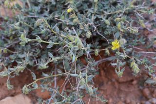 Helianthemum confertum Dunal var. confertum [1/4]