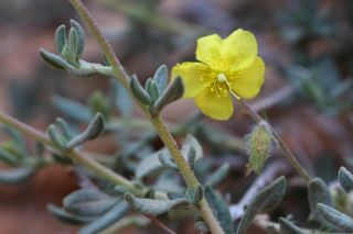 Helianthemum confertum Dunal var. confertum [2/4]