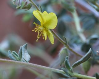 Helianthemum confertum Dunal var. confertum [3/4]