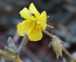 Helianthemum confertum Dunal var. confertum [4/4]