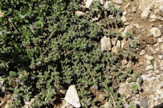 Helianthemum helianthemoides (Desf.) Grosser [1/9]