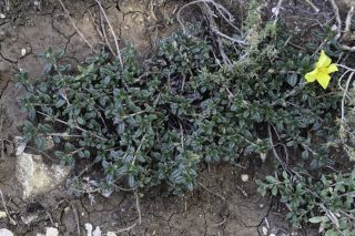 Helianthemum helianthemoides (Desf.) Grosser [6/9]
