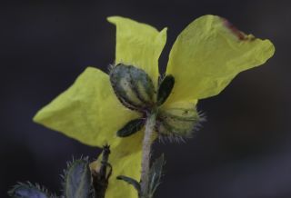 Helianthemum helianthemoides (Desf.) Grosser [8/9]