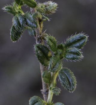 Helianthemum helianthemoides (Desf.) Grosser [9/9]