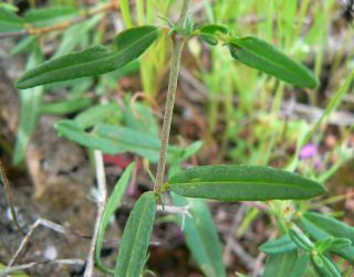 Helianthemum pergamaceum Pomel subsp. pergamaceum [6/10]