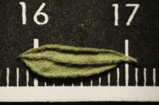 Helianthemum ruficomum (Viv.) Spreng. [8/15]