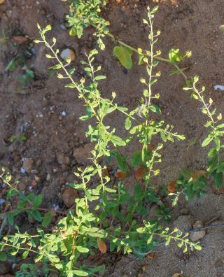 Helianthemum salicifolium (L.) Mill. [6/6]