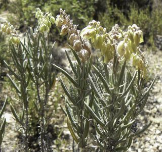Helianthemum syriacum subsp. thibaudii (Pers.) Meikle [3/6]