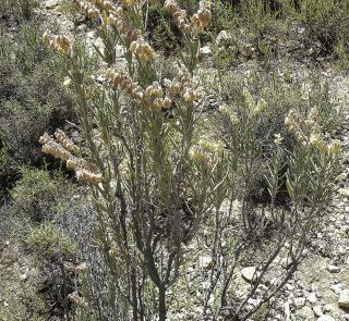 Helianthemum syriacum subsp. thibaudii (Pers.) Meikle [5/6]
