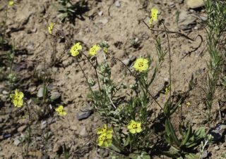 Tuberaria guttata (L.) Fourr. [1/7]
