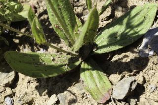 Tuberaria guttata (L.) Fourr. [3/7]