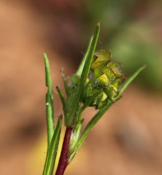 Tuberaria macrosepala (Coss.) Willk. [5/10]
