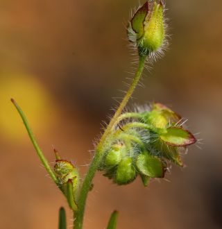 Tuberaria macrosepala (Coss.) Willk. [6/10]