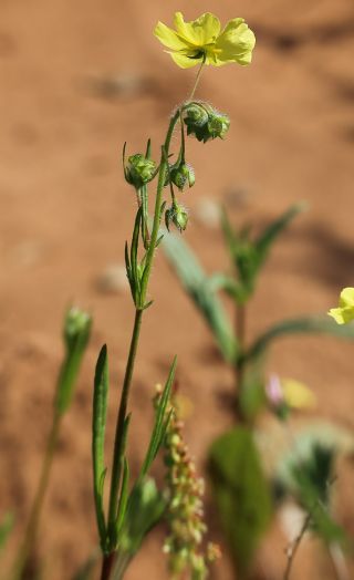 Tuberaria macrosepala (Coss.) Willk. [8/10]