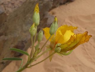 Coalisina paradoxa (R.Br. ex DC.) Roalson & J.C.Hall [6/7]