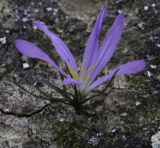 Colchicum filifolium (Cambess.) Stef. [5/5]