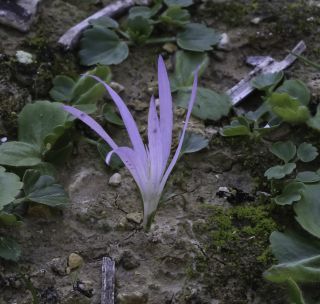 Colchicum filifolium (Cambess.) Stef. [3/5]