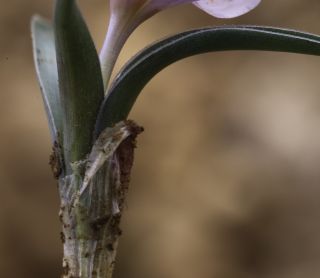 Colchicum triphyllum G. Kunze [8/10]