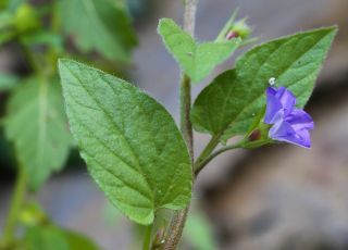Convolvulus siculus L. subsp. elongatus Batt. [9/9]