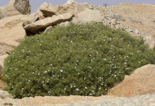 Convolvulus trabutianus Schweinf. & Muschler [10/15]