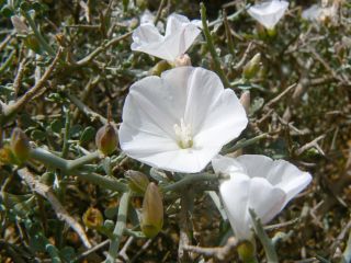 Convolvulus trabutianus Schweinf. & Muschler [11/15]