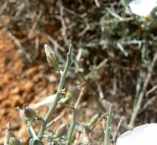 Convolvulus trabutianus Schweinf. & Muschler [12/15]