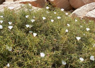 Convolvulus trabutianus Schweinf. & Muschler [14/15]