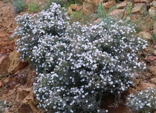 Convolvulus trabutianus Schweinf. & Muschler [15/15]