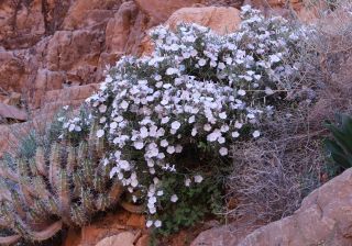 Convolvulus trabutianus Schweinf. & Muschler [14/15]