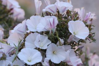 Convolvulus trabutianus Schweinf. & Muschler [15/15]