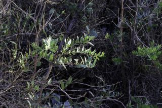 Coriaria myrtifolia L. [1/6]