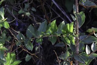 Coriaria myrtifolia L. [2/6]
