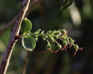 Coriaria myrtifolia L. [3/6]