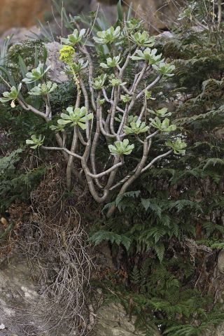 Aeonium arboreum (L.) Webb & Berth. [13/17]