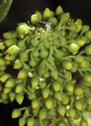 Aeonium arboreum (L.) Webb & Berth. [17/17]