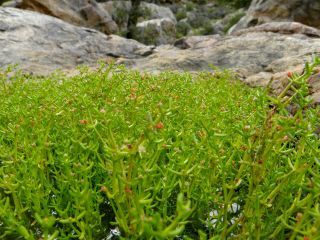 Crassula vaillantii (Willd) Roth [1/4]