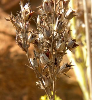 Kalanchoë laciniata (L.) DC. subsp. faustii (Font Quer ) Maire [16/16]