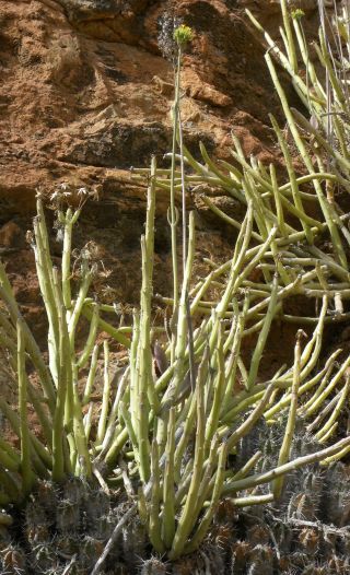 Kalanchoë laciniata (L.) DC. subsp. faustii (Font Quer ) Maire [1/16]
