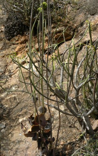 Kalanchoë laciniata (L.) DC. subsp. faustii (Font Quer ) Maire [4/16]