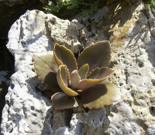 Kalanchoë laciniata (L.) DC. subsp. faustii (Font Quer ) Maire [9/16]
