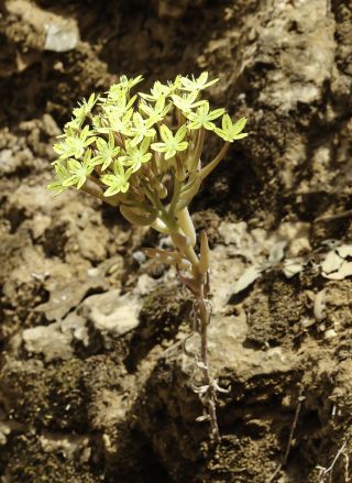 Pistorinia attenuata (H.Lindb. fil.) Greuter subsp. attenuata [1/9]