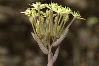 Pistorinia attenuata (H.Lindb. fil.) Greuter subsp. attenuata [3/9]