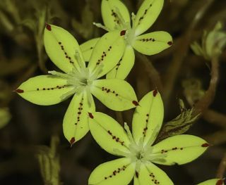 Pistorinia attenuata (H.Lindb. fil.) Greuter subsp. attenuata [8/9]