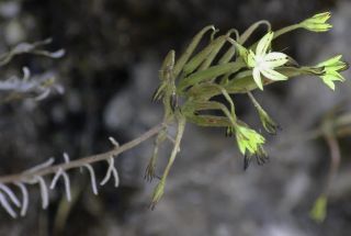 Pistorinia attenuata (H.Lindb. fil.) Greuter subsp. attenuata [5/9]