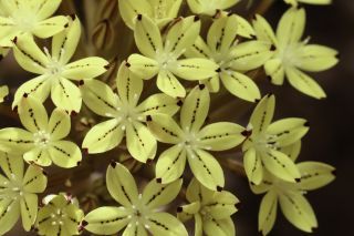 Pistorinia attenuata (H.Lindb. fil.) Greuter subsp. attenuata [6/9]